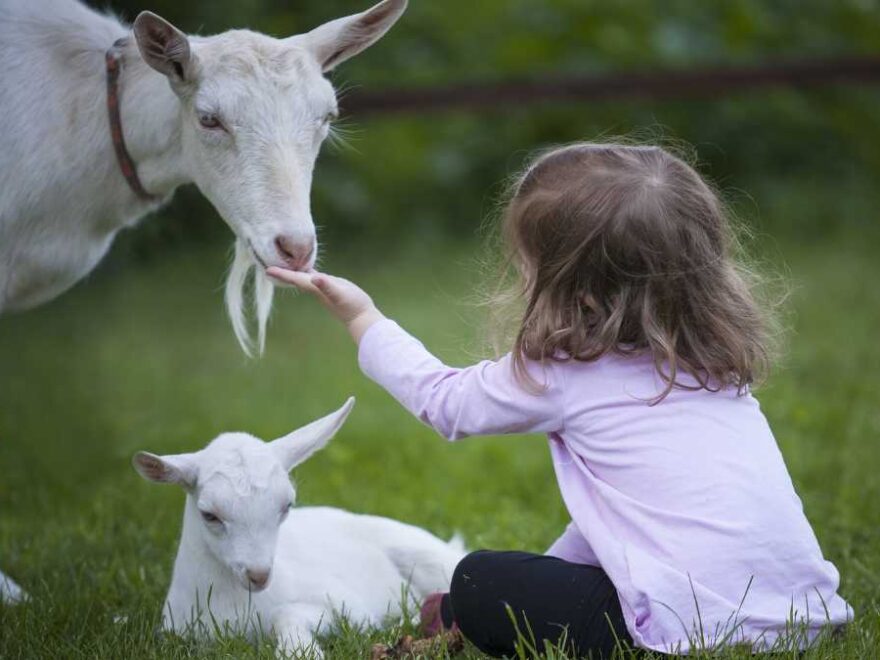 Como ensinar as crianças a respeitar os animais